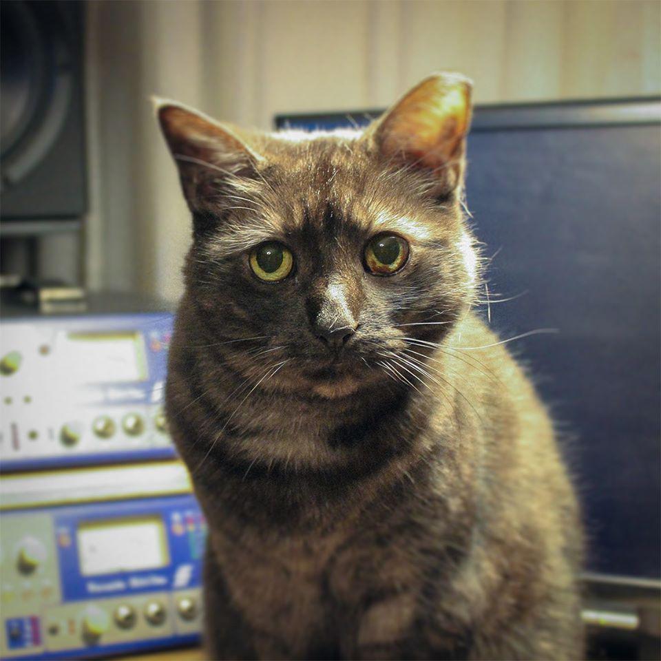 Evocative Chillhop Grooves from Hamilton, Canada. - [zoethecat]: hazy